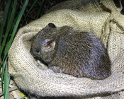Southern brown bandicoots return to Booderee after almost 100 years
