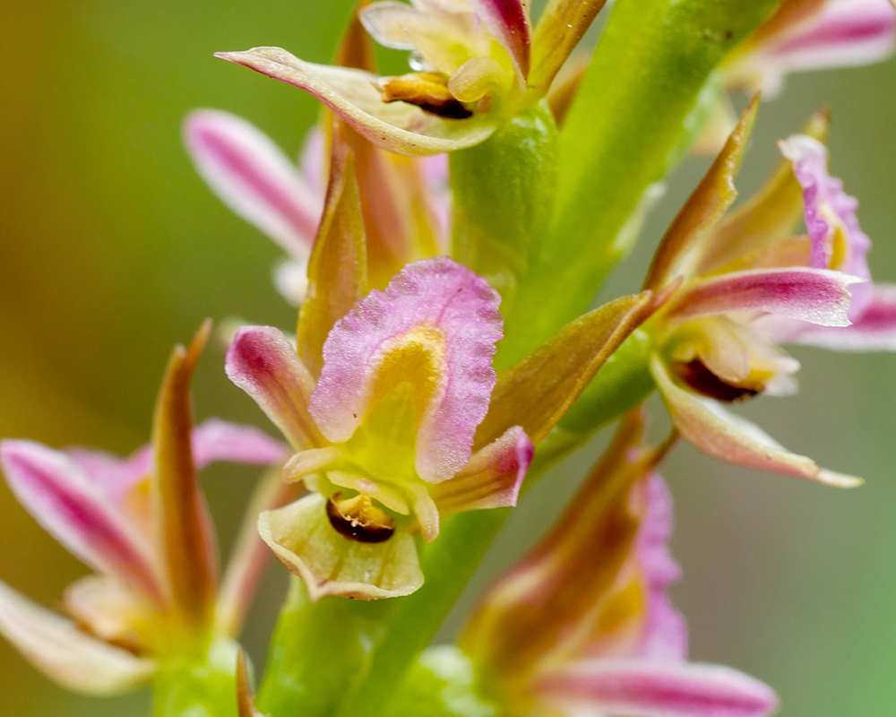 Race to unlock secret to save endangered orchids