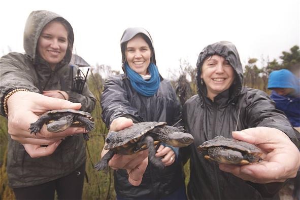 Western swamp tortoises move to a cool new home