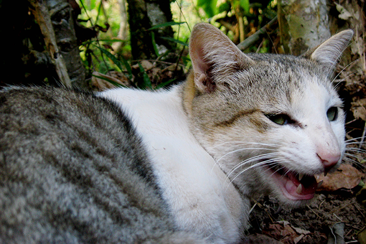 Cat eradication to help threatened species on Christmas Island