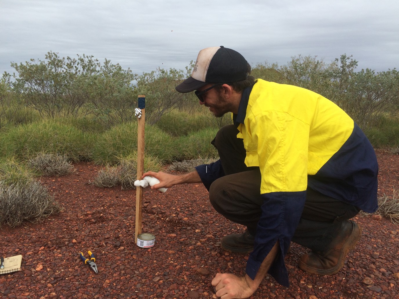 Will baiting benefit northern quolls in the Pilbara?