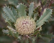 New Research: The Aussie plants facing extinction