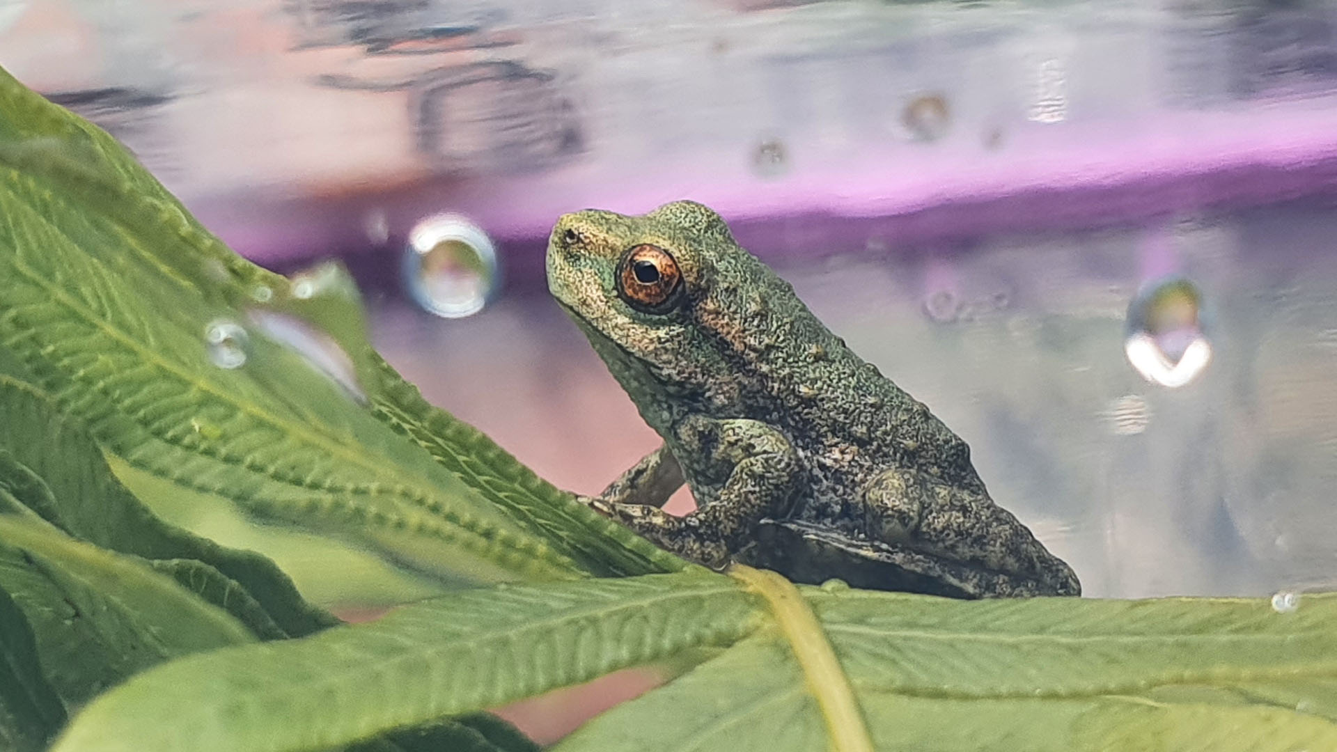 Endangered frogs collected from fire impacted areas for safekeeping
