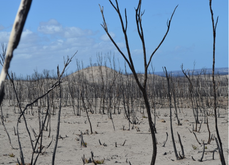 Kangaroo Island, a month after the fire. Image: Chris Dickman