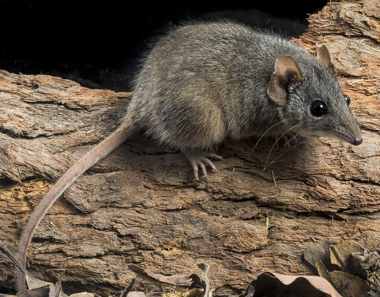 Moving mountains for the antechinus: The importance of food availability and high-elevation habitat