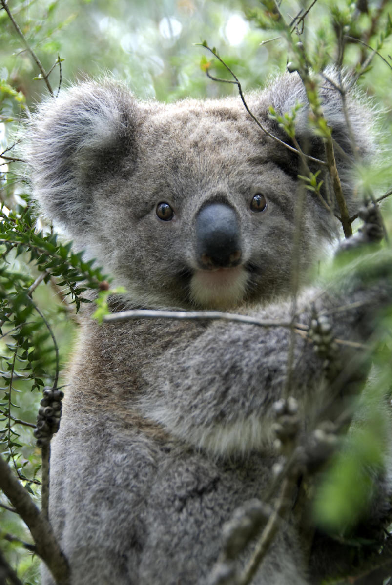 Climate change likely to turn up heat on koalas