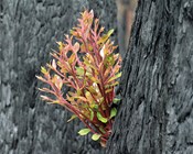 Plants in the ashes: Prioritising Australian flora after the fires