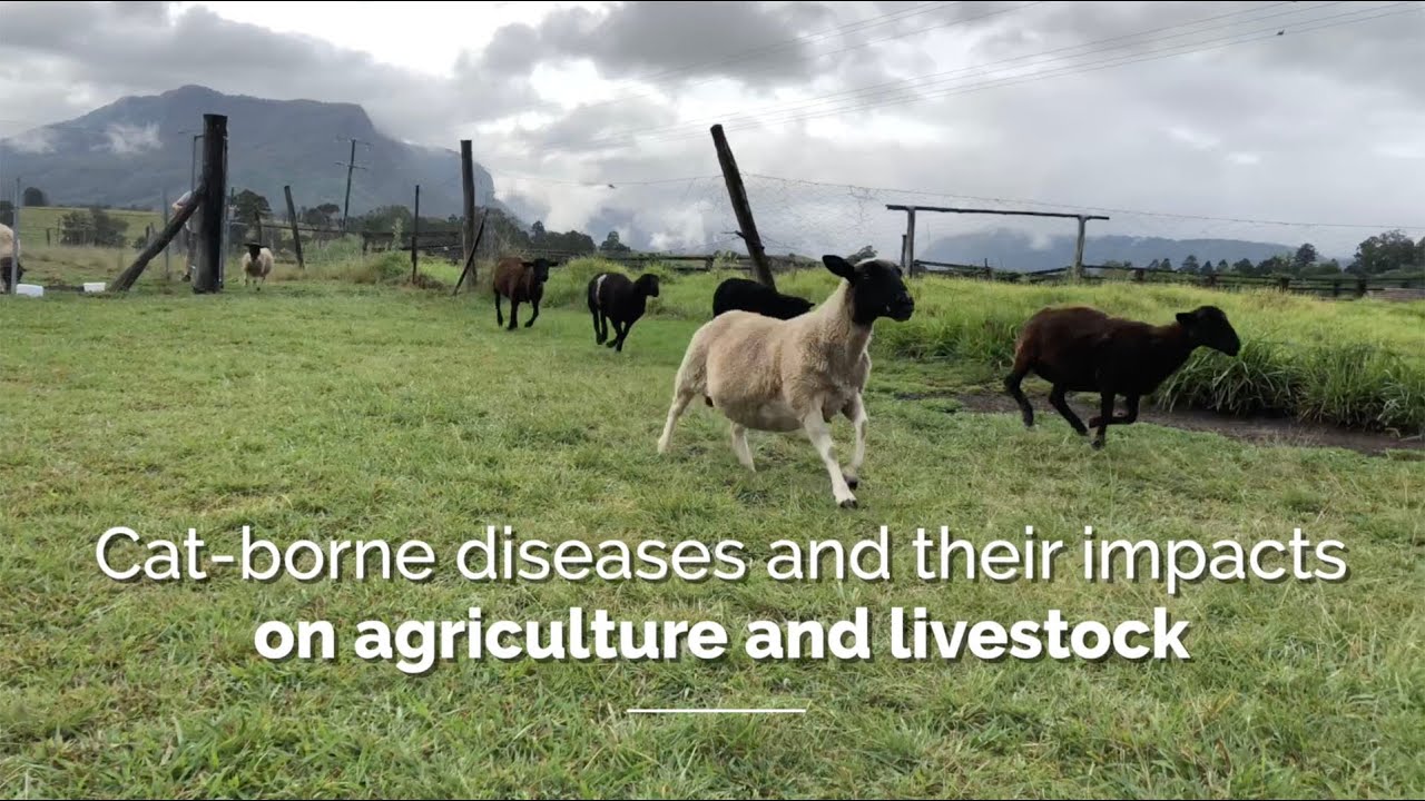 Cat-borne diseases and their impacts on agriculture and livestock in Australia