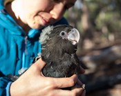 Researchers tune in to nesting calls to help rare cockatoos