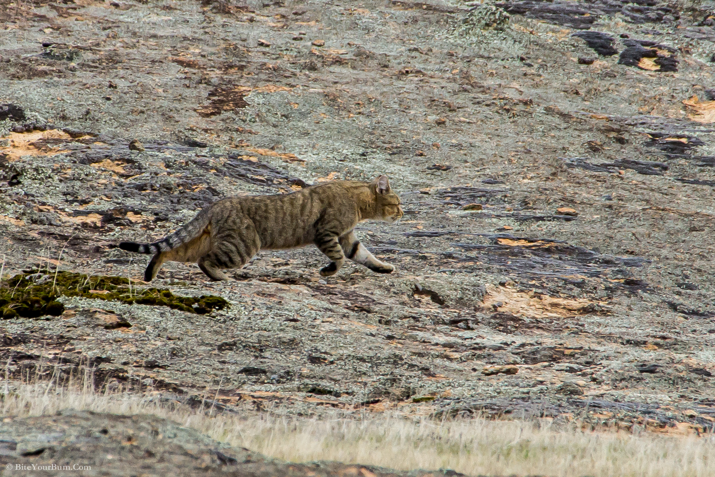 TSR contributes to Feral Cat Taskforce