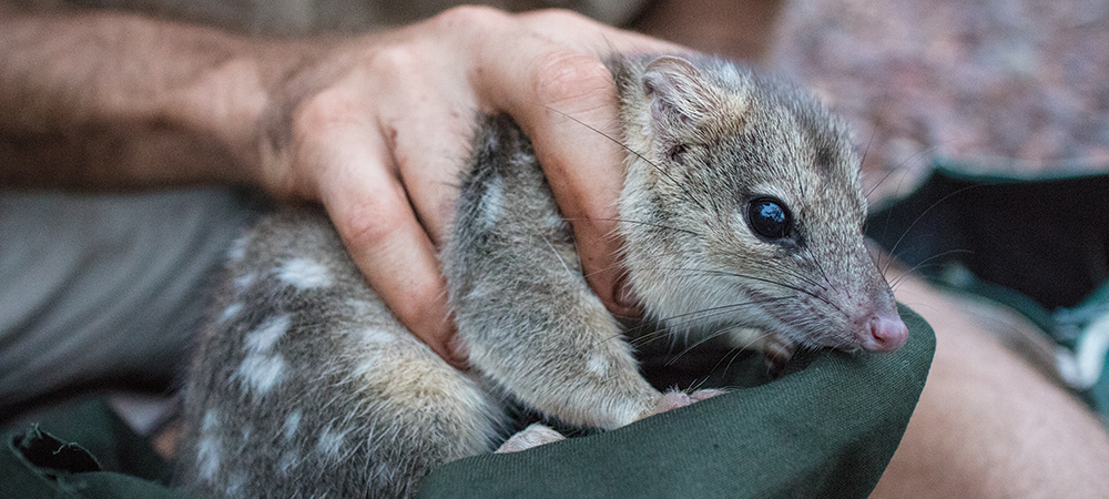 Video: Results of a national review of threatened species monitoring in Australia
