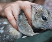 Video: Results of a national review of threatened species monitoring in Australia