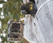 Acoustic monitoring to fill knowledge gaps about cockatoo breeding
