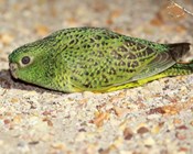 How long between drinks for the night parrot?