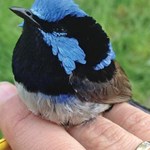 Survival and persistence of woodland birds in restoration plantings