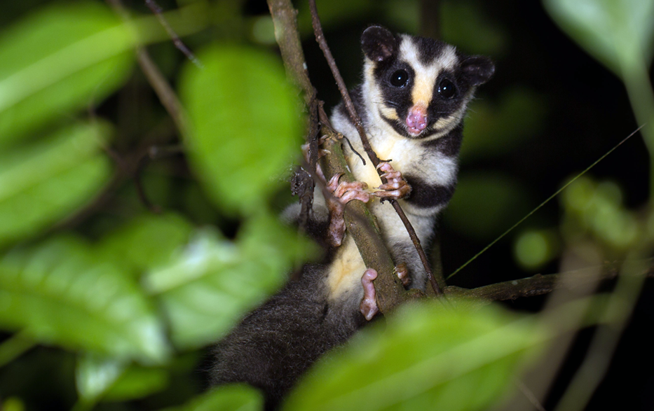 Australia's possums and gliders
