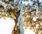 Australia’s best eucalypt photos put spotlight on worrying trend