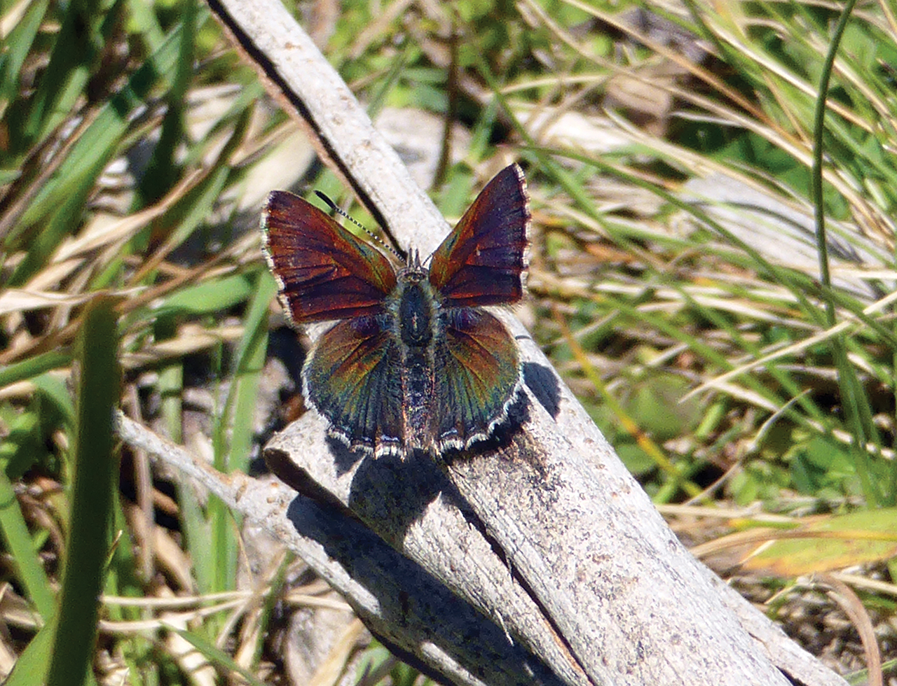 Bathurst Copper Butterfly