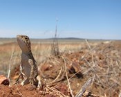 Unique yet neglected:  The Australian snakes and lizards on a path to extinction