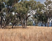 Post-fire recovery of Australia’s threatened woodlands: Avoiding uncharted trajectories