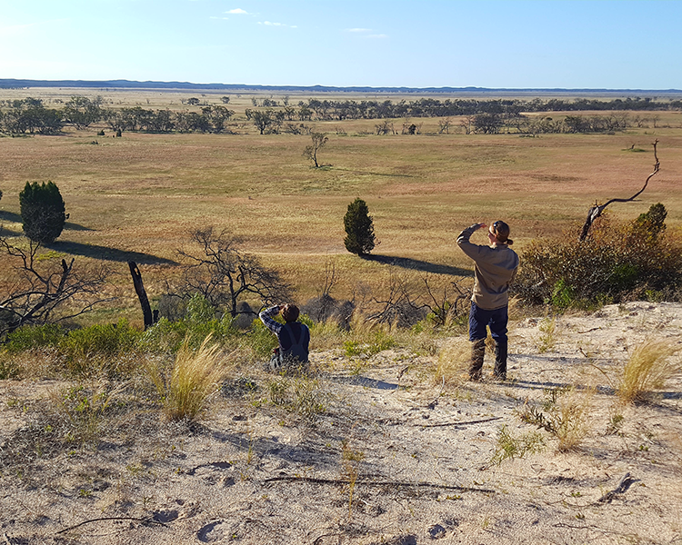 Why Buloke woodland species are failing to regenerate