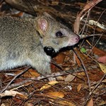 Fire, predators and the endangered northern bettong