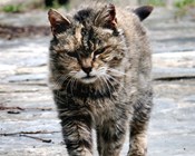 Rabbits off the menu for feral cats