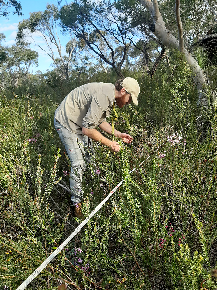 Macquarie University PhD student Tom Pyne undertaking a flora survey in Ku-Ring-Gai National Park NSW. Credit Rachel Gallagher