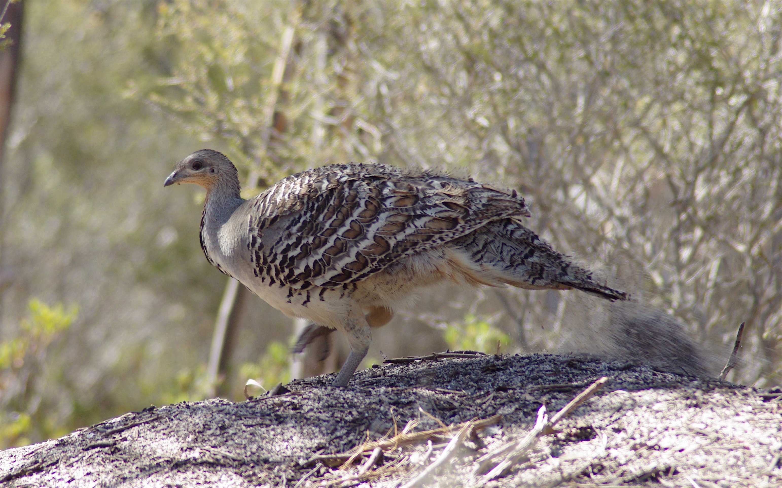 More data to tackle threats to Malleefowl