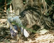 New research: Cats kill more than one million Australian birds per day