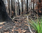 Considering cats and foxes after the bushfires: Fewer pests but more impact?