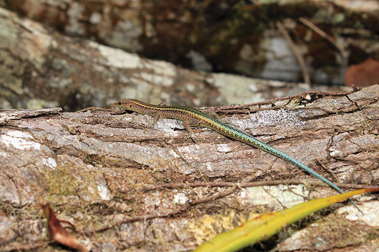 Beyond captivity for Christmas Island reptiles