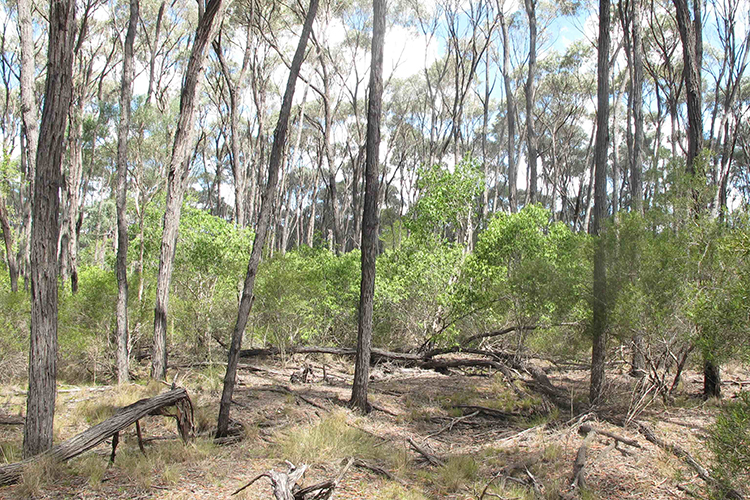 Australia’s Brigalow forests almost gone in 60 years