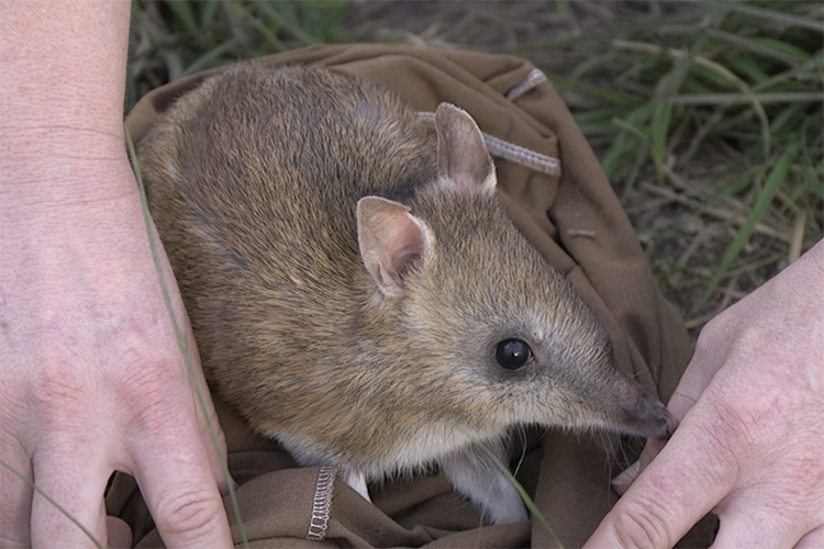 Genetic rescue for threatened species: Bandicoot bounces back