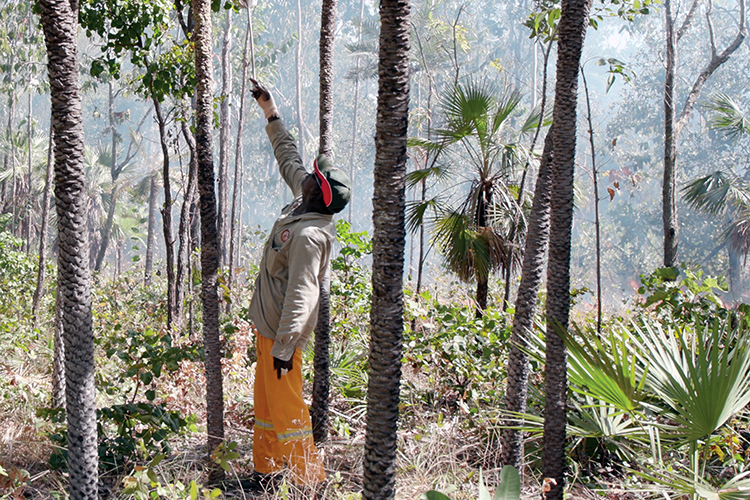 Using fire to reduce cat impacts on the Tiwi Islands