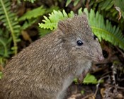Keeping an eye and ear out for threatened species