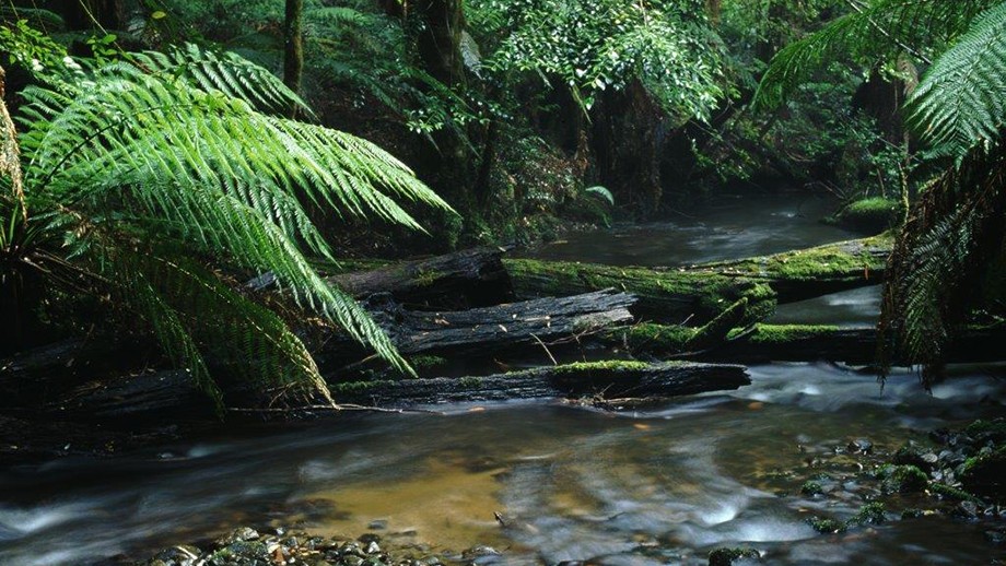 Vic forests worth more as national park than timber