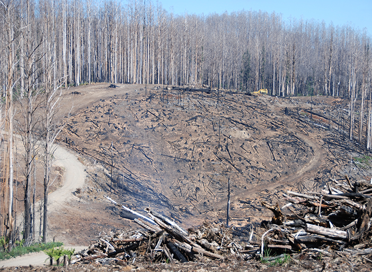 Forest condition before a fire influences recovery