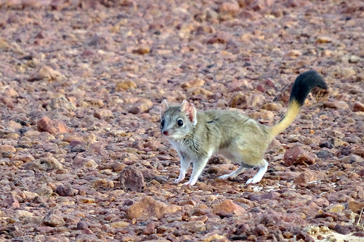The kowari: Saving a central Australian micro-predator