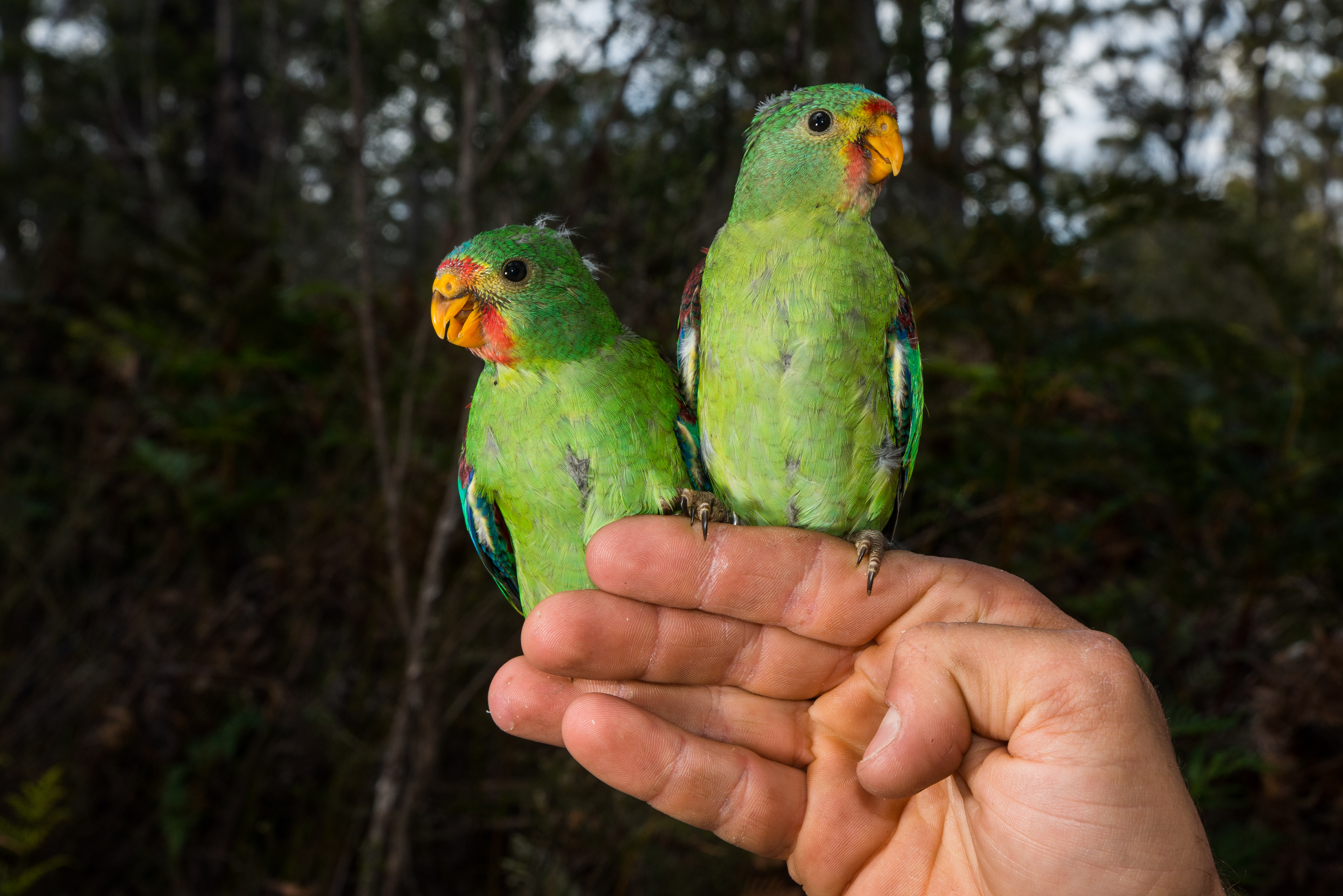 Parrots make swift use of nesting boxes in Tasmania
