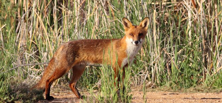 Impacts and management options for introduced predators