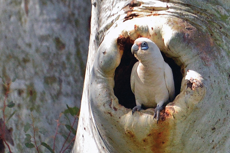Gimme shelter: Conserving hollow-nesting birds