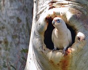 Gimme shelter: Conserving hollow-nesting birds
