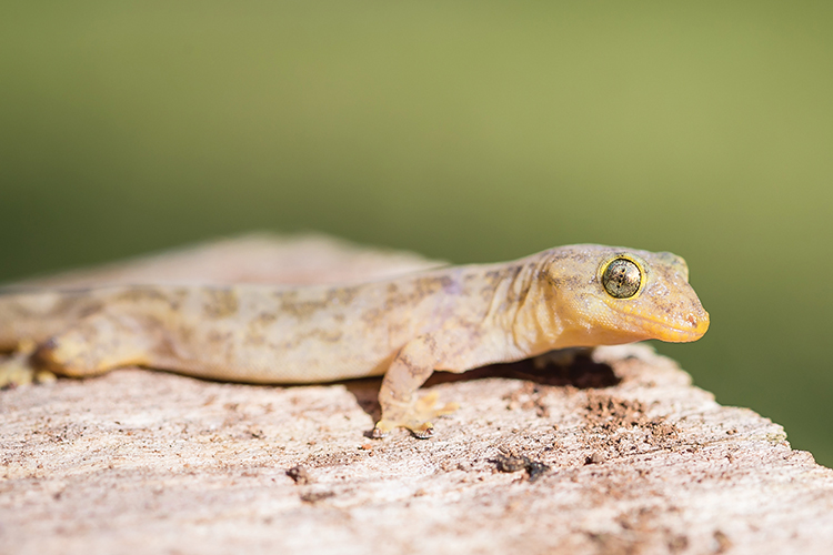 A review of listed extinctions in Australia