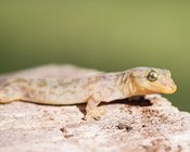 A review of listed extinctions in Australia