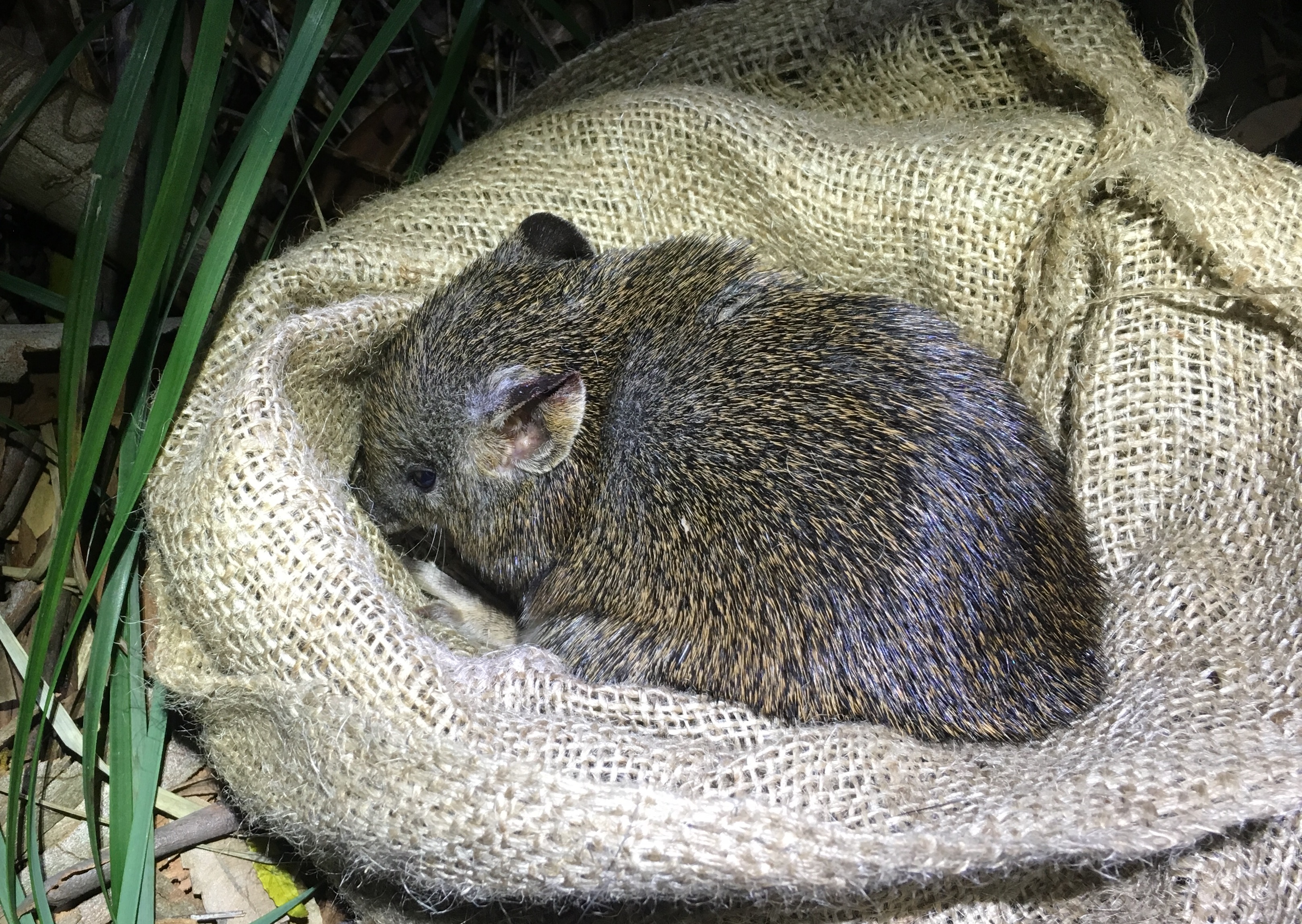 Southern brown bandicoots return to Booderee after almost 100 years