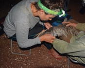 Tracking the far eastern curlew - News from Darwin and beyond