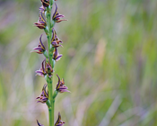 Preventing extinctions through emergency action