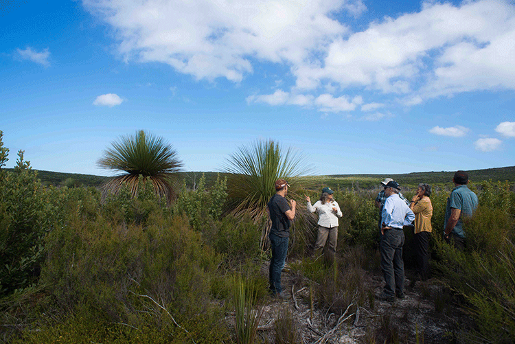 In search of the KI dunnart – Island conservation after the feral cat