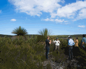 In search of the KI dunnart – Island conservation after the feral cat